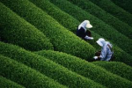 Bảo hộ giống cây trồng bao-ho-giong-cay-trong.jpg